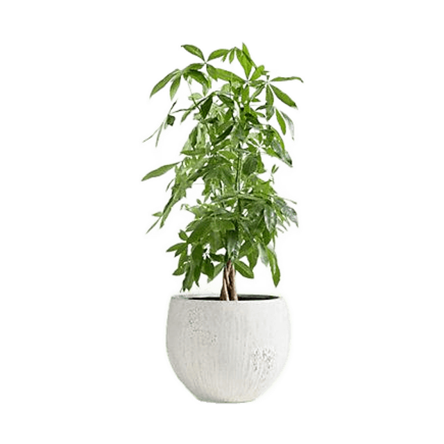 Messina Indoor/Outdoor Planter