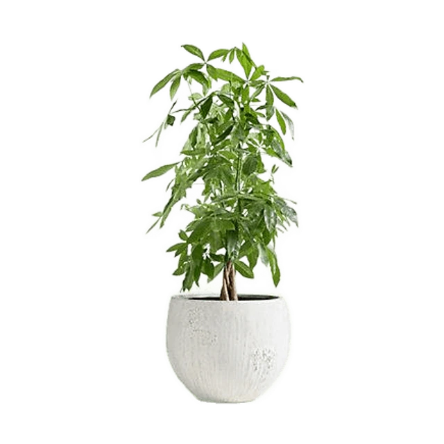 Messina Indoor/Outdoor Planter